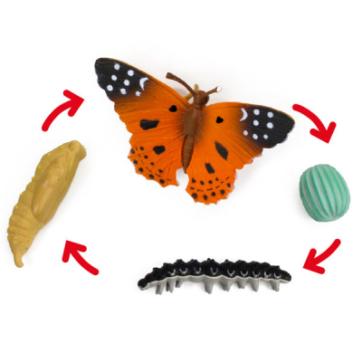 Levenscyclus van een distelvlinder - 4-delige set
