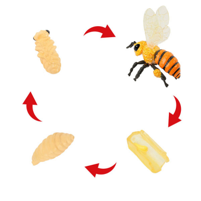 Modèle de cycle de vie "abeille", 4 parties