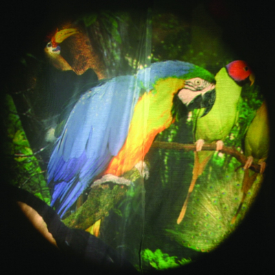 Oiseaux Tropicaux - Roue de Projecteur de 6 Pouces